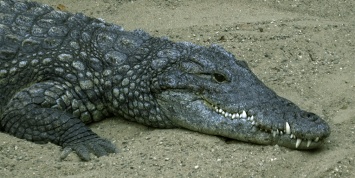 На трассе в Подмосковье автомобиль сбил крокодила