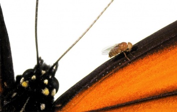 Генетики получили модифицированных мух с чертами бабочек