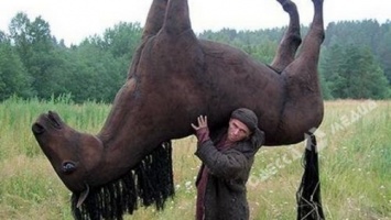 За кражу гнедых коней жители Одесской области получили от 2 до 3 лет тюрьмы