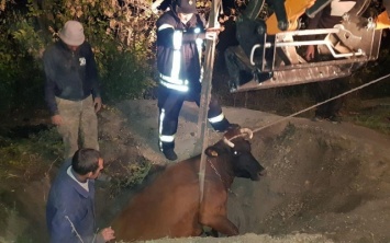 В Запорожской области спасали из ямы корову (ФОТО)