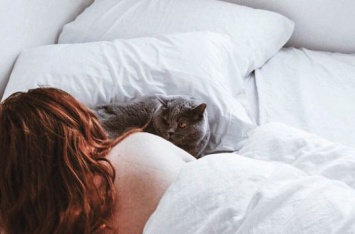 Берете кошку в постель? Вот что вам нужно знать