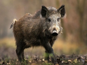 Африканская чума свиней в нижегородском регионе продолжает заботить специалистов