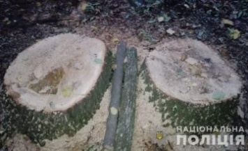 В Сумской области браконьеры нанесли ущерб лесному хозяйству на сумму более 280 тысяч гривен