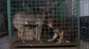 Зоозащитники обеспокоены условиями содержания отловленных на улицах Одессы собак. Чиновники говорят, что это временно
