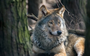 Диких животных Крыма прививают от бешенства