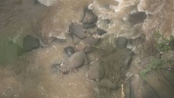 В Таиланде погибли пять слонов, пытаясь спасти упавшего в водопад слоненка