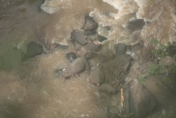 Шесть слонов погибли в Таиланде, пытаясь помочь друг другу на водопое