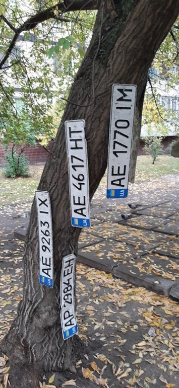 «Урожайный день»: в Днепре утерянные в луже номерные знаки поместили на дерево