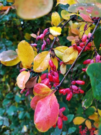 В Ботаническом саду ДНУ днепрянам показали золотую осень во всей красе (ФОТО)