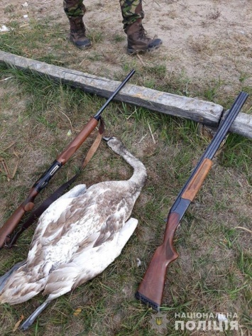 На Каневском водохранилище пьяные браконьеры убили лебедя. Фото