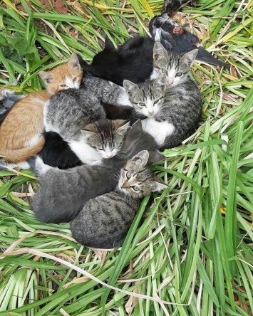 В Запорожье на Космосе выбросили десять котят: животные нуждаются в помощи