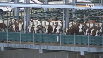 Плавающие коровы: в Роттердаме построили ферму на воде (видео)