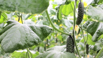 Крымские аграрии собрали 35 тыс тонн овощей