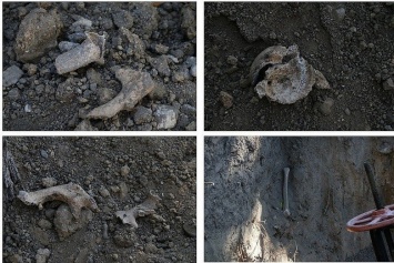 Обнаруженные кости в центре Екатерининском саду Симферополя принадлежат животным