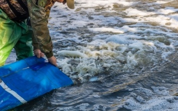 На Днепропетровщине в водоем выпустили рыб-мелиораторов