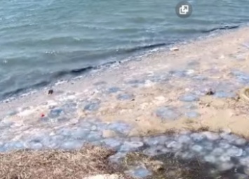Берег, облепленный медузами, и древние тоннели - что нашли исследователи на берегу моря (видео)