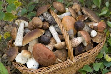 Как правильно собирать и готовить грибы, чтобы не отравиться?