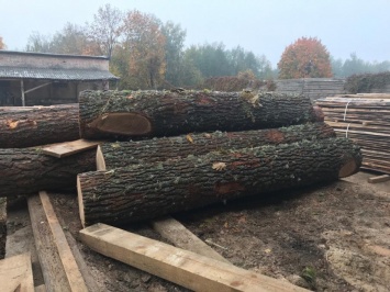 На Житомирщине обнаружили незаконно срезанную ценную древесину