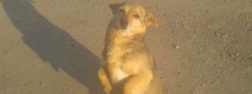 Под Днепром охотники убили домашнюю собаку: волонтеры и владельцы требуют наказания