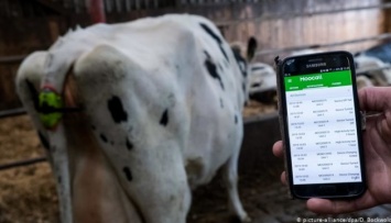Об отеле своих коров немецкий фермер узнает из SMS