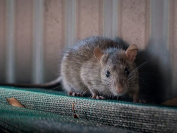120 млн крыс готовы вторгнуться в британские дома