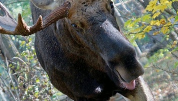 В Чернобыльском заповеднике предупредили об агрессивности лосей и оленей