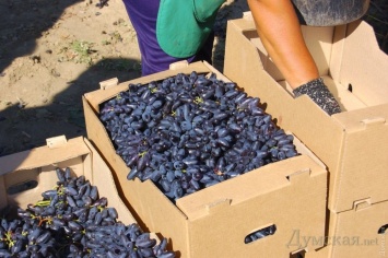 Кризис отрасли: одесские виноделы корчуют виноградники и подумывают о переходе на коньячные спирты