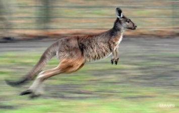 В Австралии кенгуру напало на парашютиста