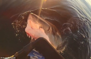 Грызла металл и прыгала: в Австралии рыбак снял на видео нападение акулы