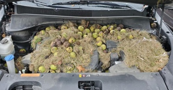 Белка устроила склад орехов под капотом автомобиля (фото)