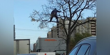 Петербургский дворник "сплясал" на дереве, чтобы ускорить уборку листьев