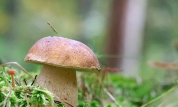 В Германии до сих пор попадаются "чернобыльские" грибы