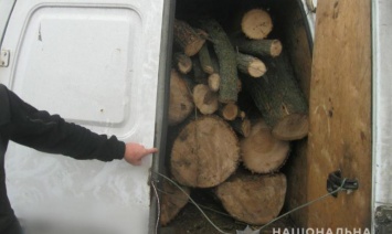 На Днепропетровщине поймали очередного «черного лесоруба»