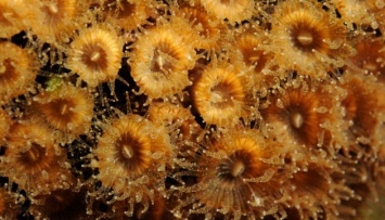 Биологи обнаружили воскресшие колонии кораллов в Средиземном море