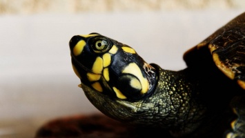 Центр CDC предупреждает об опасности черепах в контексте сальмонеллеза
