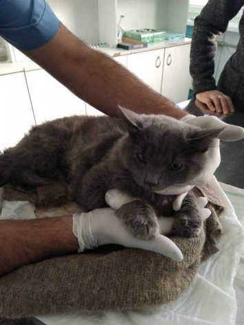 Ветеринары Днепра спасли кота, которого раздавил автомобиль