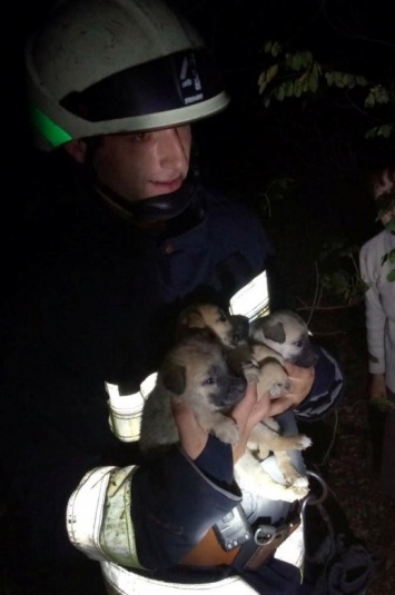 В Днепре спасатели освободили маленьких щенков с ловушки, - ФОТО