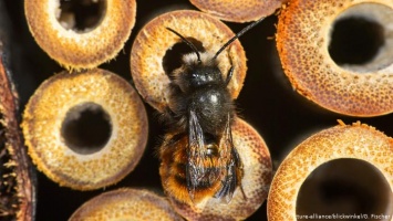 Вымирание пчел: проблема, которая ужалит каждого