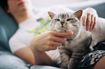 Специалисты перечислили самые спокойные породы кошек