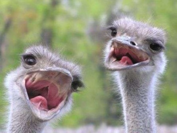 В Запорожье убили двух агрессивных страусов