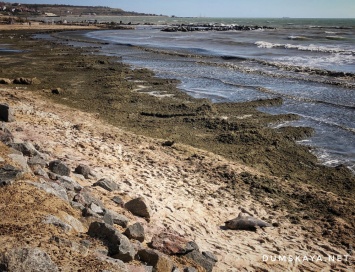 Гниющий пляж в Крыжановке: водоросли, вонь и мертвый дельфин
