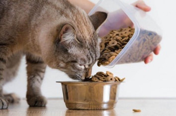 Специалисты рассказали, сколько раз в день надо кормить кошку