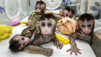 Технология CRISPR проходит новые испытания на приматах