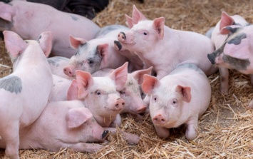 В США пациенту с ожогами впервые пересадили кожу свиньи с генетическими правками