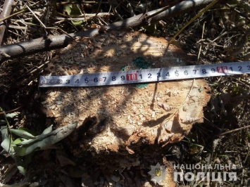 Лесные браконьеры на Херсонщине «нарубили» деревьев на 3 года лишения свободы