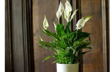 Эти комнатные растения привлекают в дом любовь и счастье