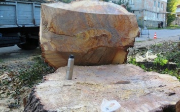Коммунальщики спилили самое могучее дерево Днепра