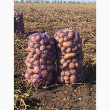 Как жителям Днепра купить картофель напрямую у фермеров без посредников