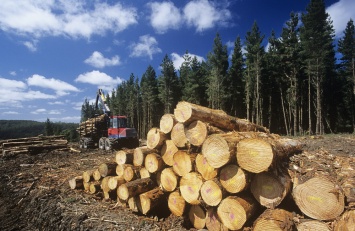 Лес в смартфоне: в Украине запустили онлайн-карту рубки деревьев