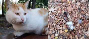 В Мирнограде неизвестные убивают бездомных кошек, уже известно о 6 убитых животных
